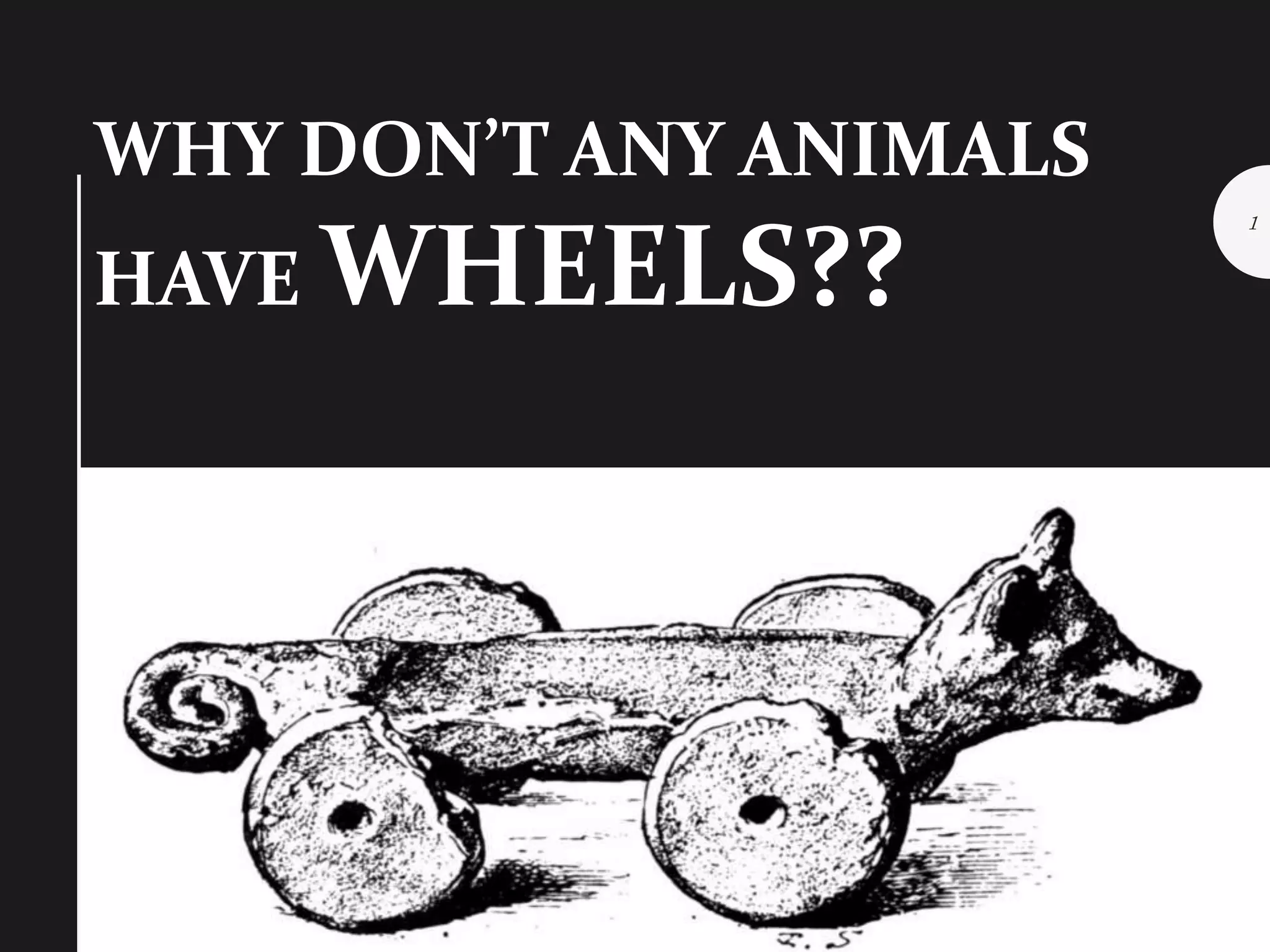 Why dont animals have wheels PPT