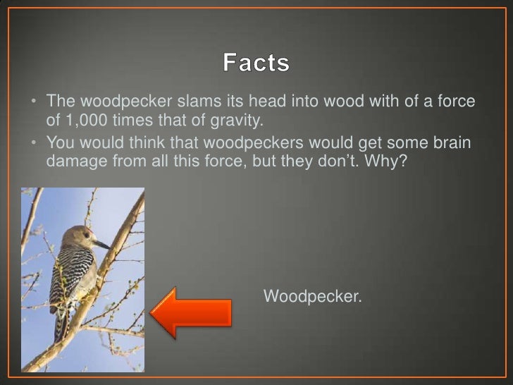 why dont woodpeckers get concussions 2 728
