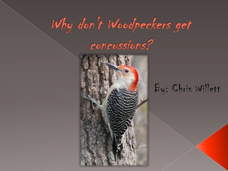 Why don't woodpeckers get concussions