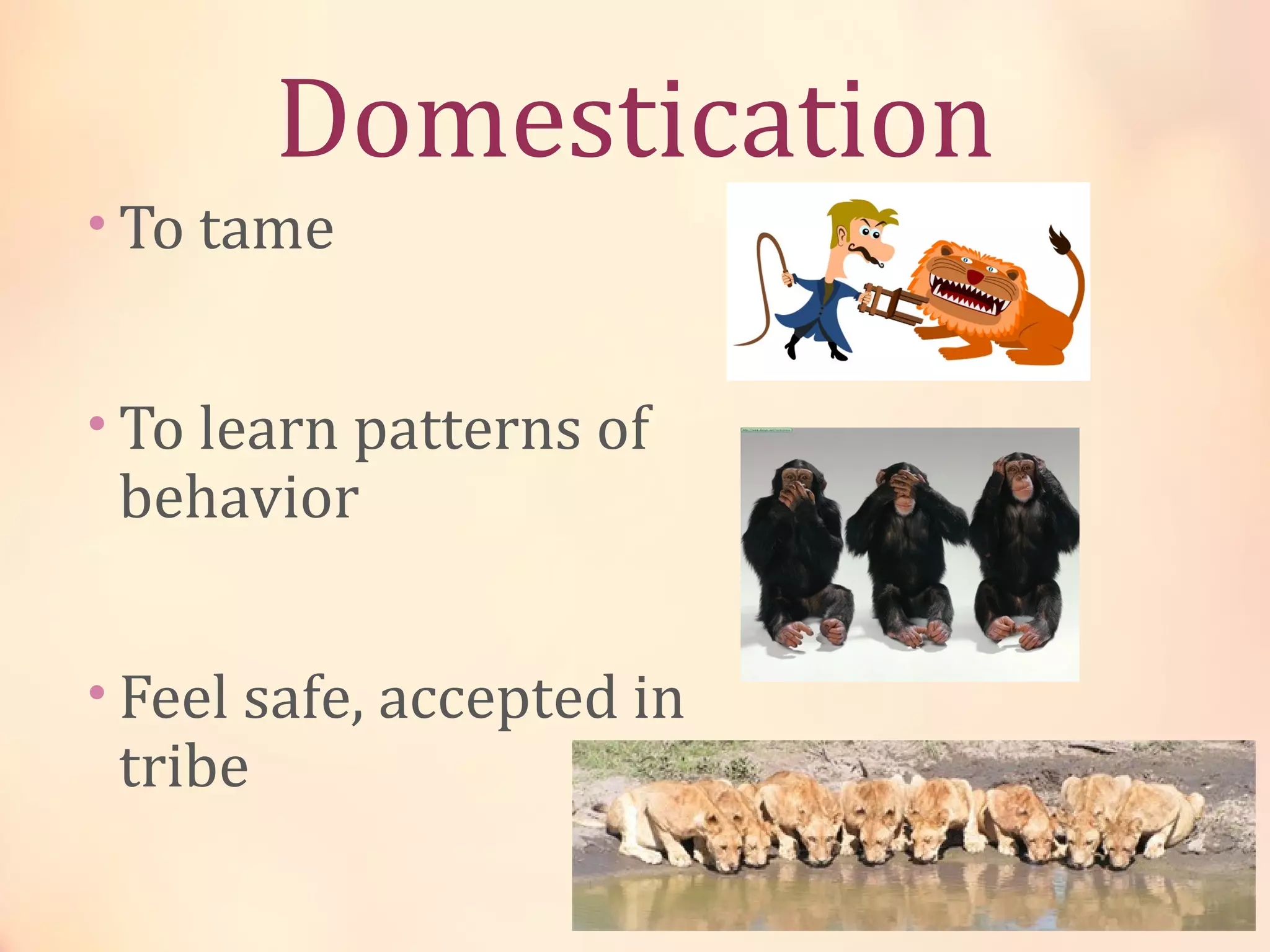 Domestication
• To tame
• To learn patterns of
behavior
• Feel safe, accepted in
tribe
 