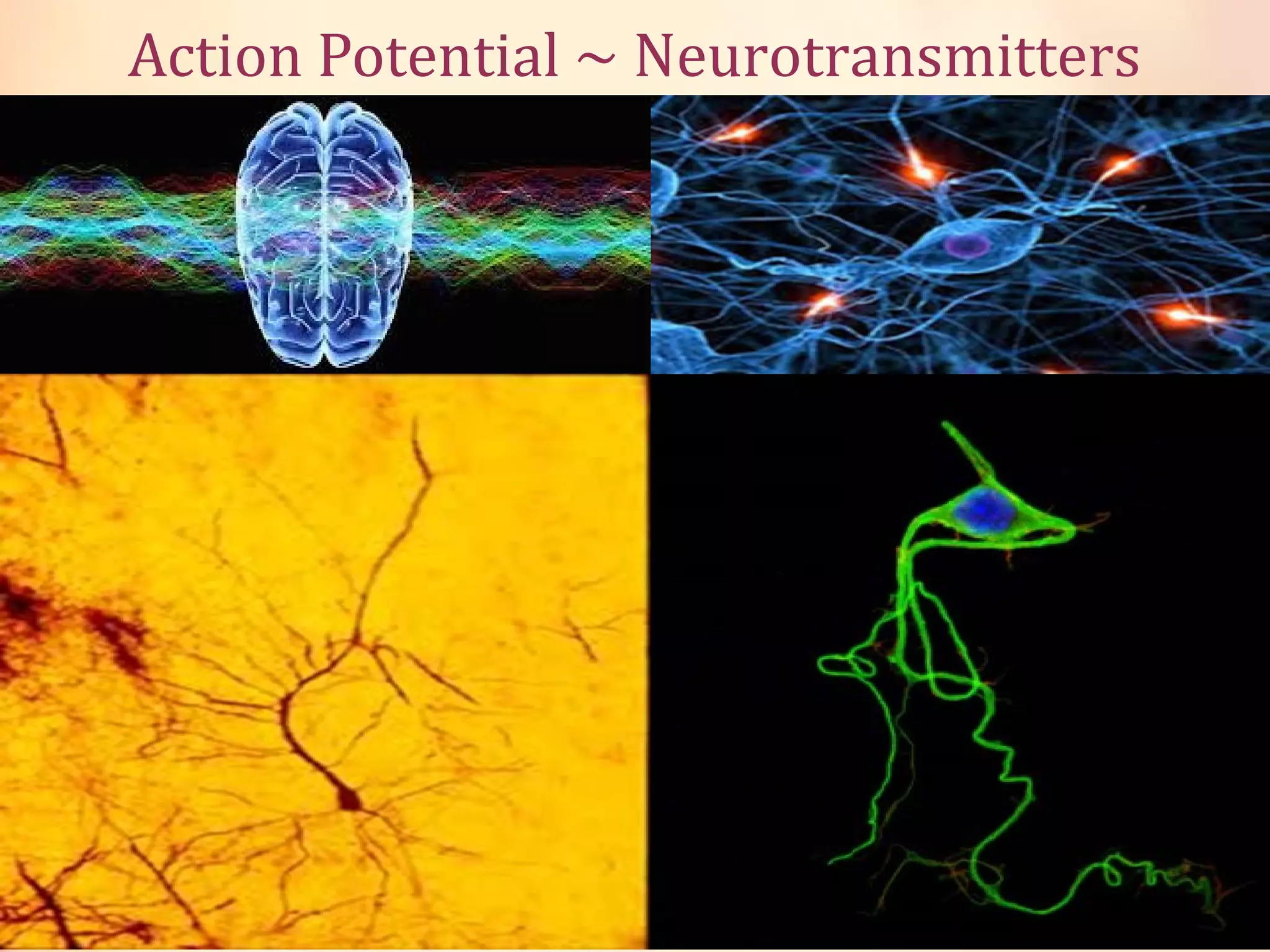 Action Potential ~ Neurotransmitters
 