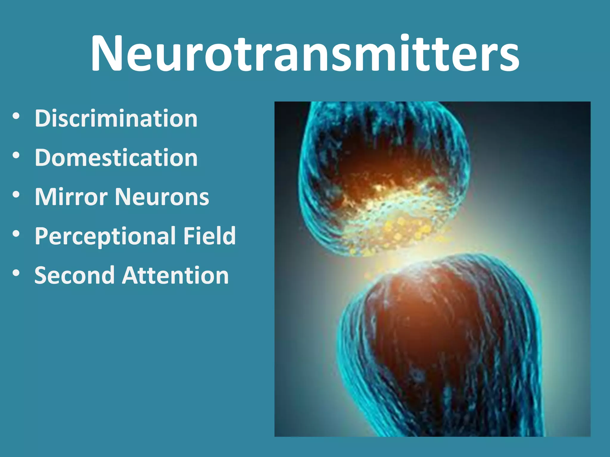Neurotransmitters
• Discrimination
• Domestication
• Mirror Neurons
• Perceptional Field
• Second Attention
 