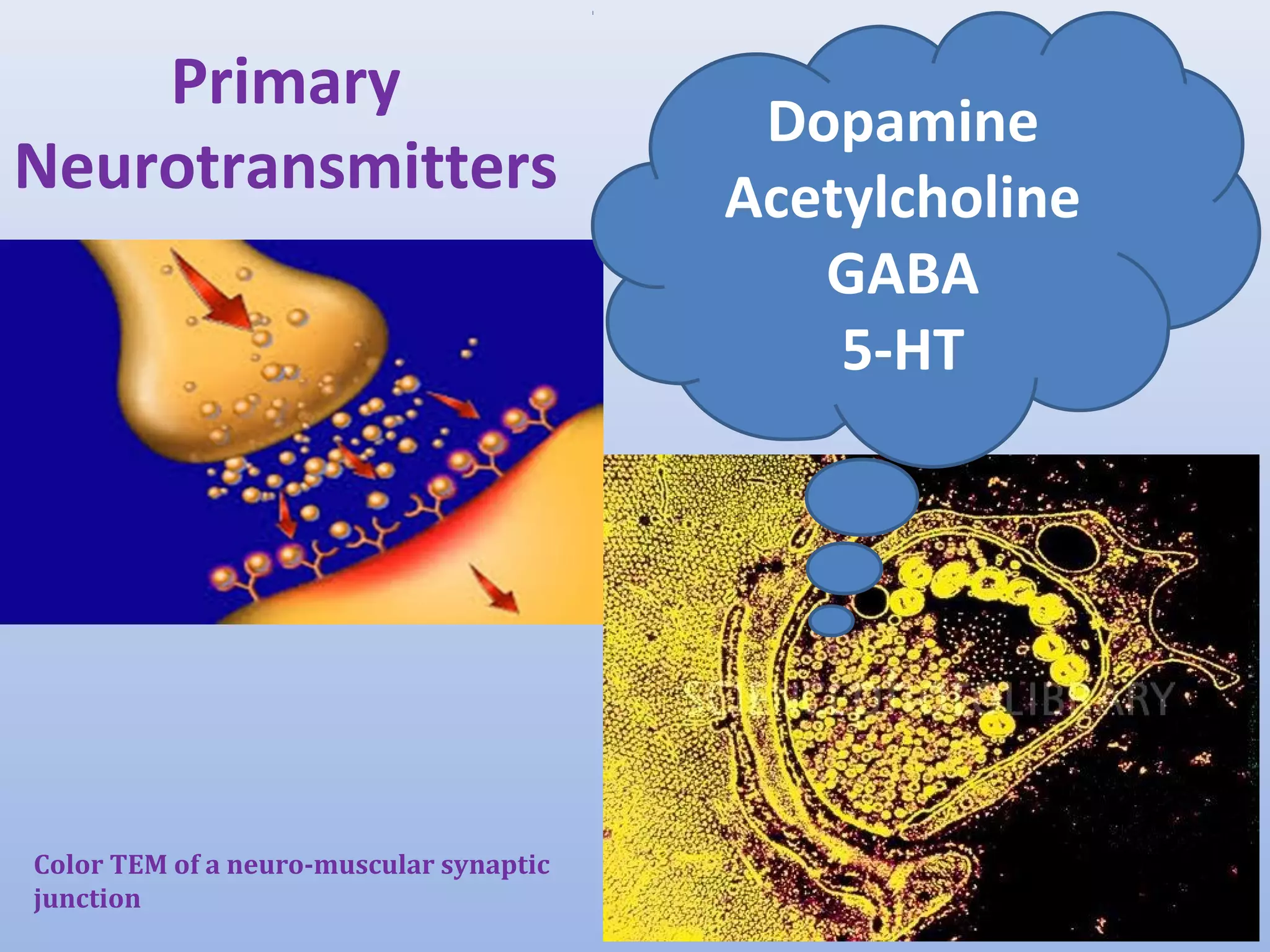 Primary
Neurotransmitters
Color TEM of a neuro-muscular synaptic
junction
Dopamine
Acetylcholine
GABA
5-HT
 