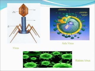Virus Aids Virus Rabies Virus 