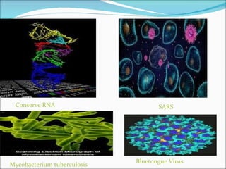 Conserve RNA SARS Mycobacterium tuberculosis Bluetongue Virus 