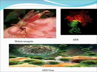 AIDS AIDS Virus Malaria mosquito 