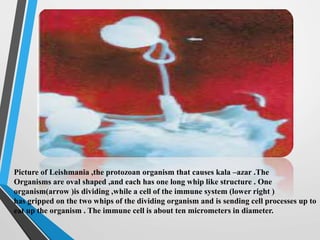 Picture of Leishmania ,the protozoan organism that causes kala –azar .The
Organisms are oval shaped ,and each has one long whip like structure . One
organism(arrow )is dividing ,while a cell of the immune system (lower right )
has gripped on the two whips of the dividing organism and is sending cell processes up to
eat up the organism . The immune cell is about ten micrometers in diameter.
 