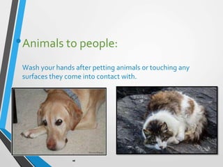 •Animals to people:
Wash your hands after petting animals or touching any
surfaces they come into contact with.
 