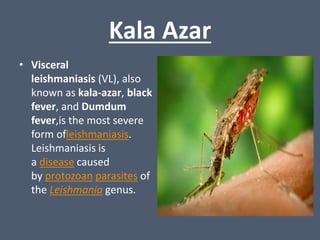 Kala Azar
• Visceral
leishmaniasis (VL), also
known as kala-azar, black
fever, and Dumdum
fever,is the most severe
form of...