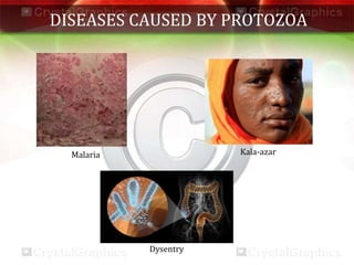 DISEASES CAUSED BY PROTOZOA
Malaria Kala-azar
Dysentry
 