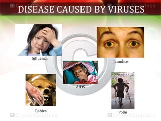 DISEASE CAUSED BY VIRUSES
Influenza
Jaundice
Rabies Polio
AIDS
 