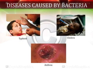 DISEASES CAUSED BY BACTERIA
Typhoid Cholera
Anthrax
 