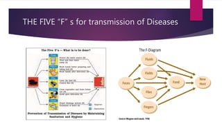 THE FIVE “F” s for transmission of Diseases
 