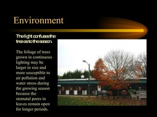 Environment The light confuses the tree as to the season. The foliage of trees grown in continuous lighting may be larger in size and more susceptible to air pollution and water stress during the growing season because the stomatal pores in leaves remain open for longer periods. 