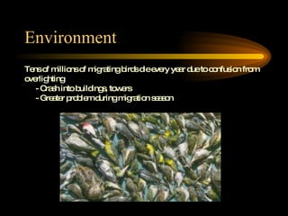 Environment Tens of millions of migrating birds die every year due to confusion from  overlighting  - Crash into buildings, towers - Greater problem during migration season 