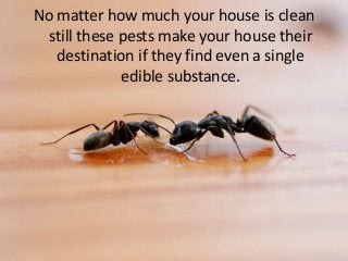 No matter how much your house is clean
still these pests make your house their
destination if they find even a single
edible substance.
 