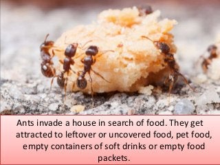 Ants invade a house in search of food. They get
attracted to leftover or uncovered food, pet food,
empty containers of soft drinks or empty food
packets.
 