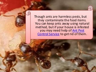 Though ants are harmless pests, but
they contaminate the food items.
You can keep ants away using natural
method, but if your house is infested
you may need help of Ant Pest
Control Service to get rid of them.
 