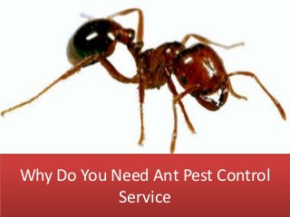 Why Do You Need Ant Pest Control
Service
 
