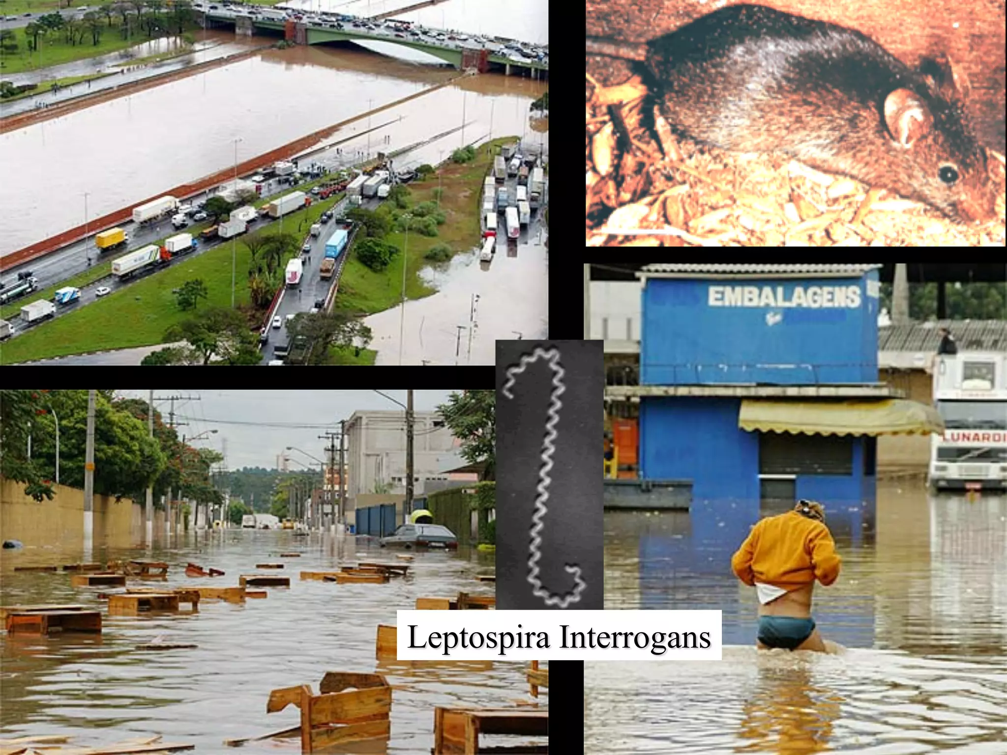 São Paulo, Brazil
Leptospira Interrogans
 