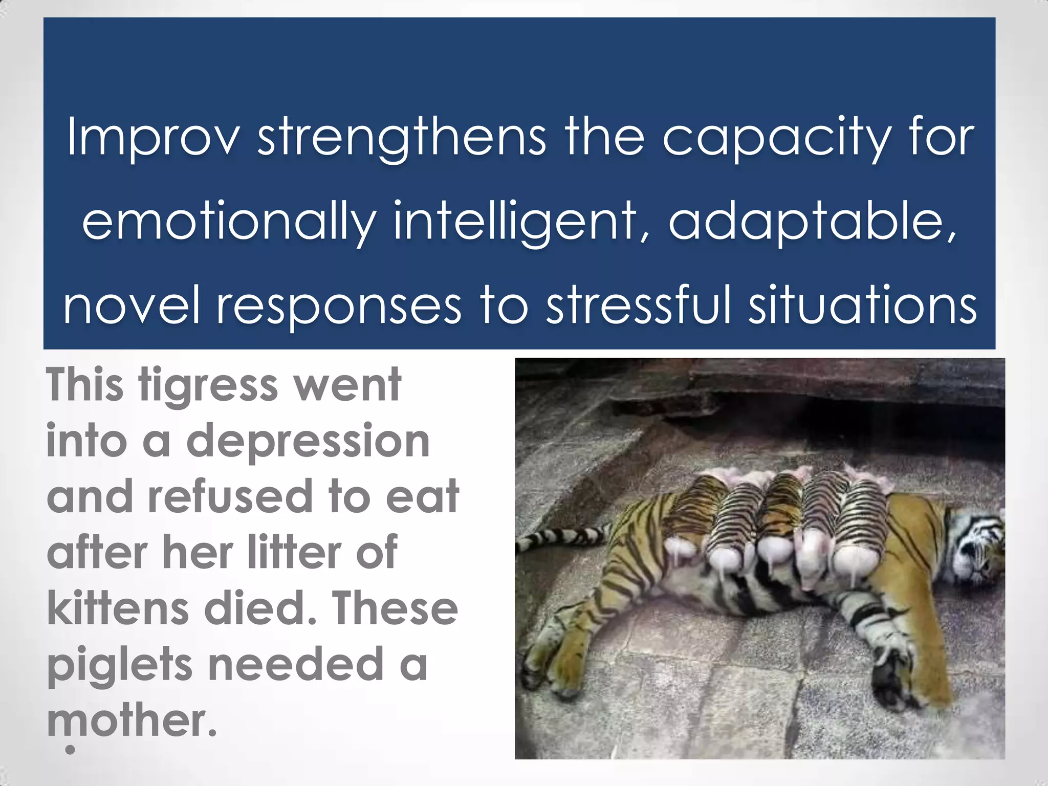 Improv strengthens the capacity for
emotionally intelligent, adaptable,

novel responses to stressful situations
This tigress went
into a depression
and refused to eat
after her litter of
kittens died. These
piglets needed a
mother.

 