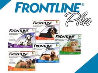 Why frontline plus?