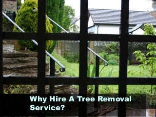 Why Hire A Tree Removal
Service?

 