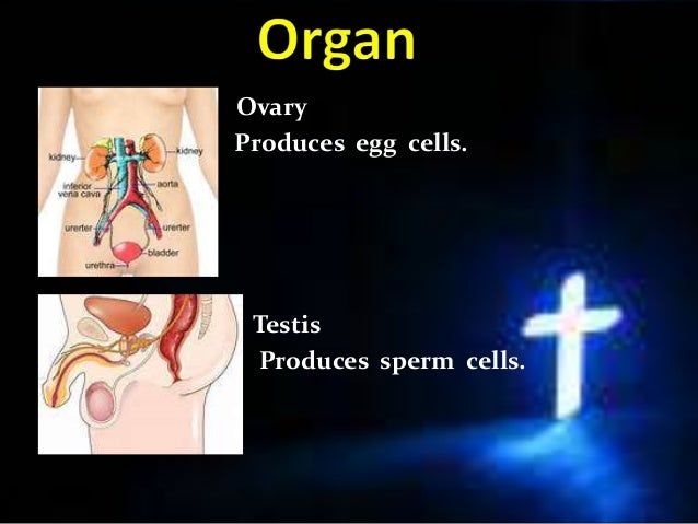 human being complex organism Human body: human body, the physical substance of the human organism. human being complex organism Human body: human body, the physical substance of the human organism.