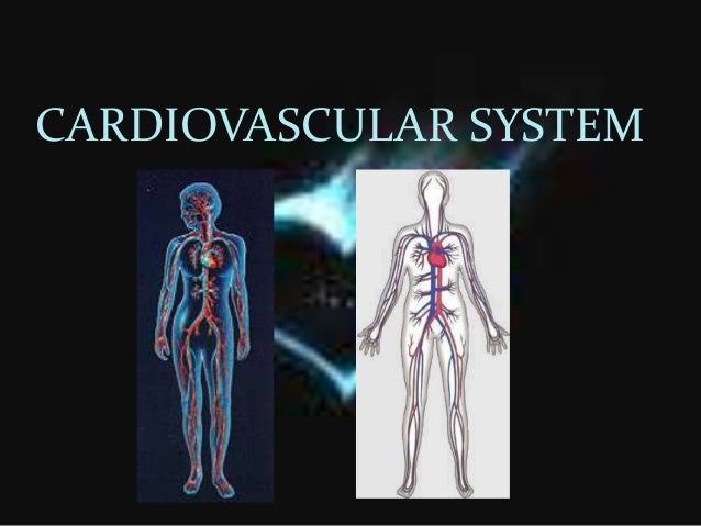 a human is a complex organism Complex functions begin to emerge at this level it is the human being (or organism) as a whole name the six different levels of structural organization in . a human is a complex organism Complex functions begin to emerge at this level it is the human being (or organism) as a whole name the six different levels of structural organization in .