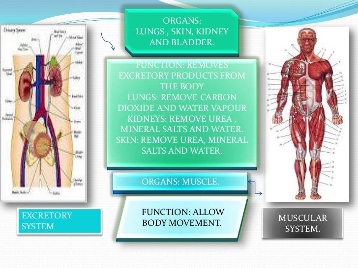 a human is a complex organism Complex functions begin to emerge at this level it is the human being (or organism) as a whole name the six different levels of structural organization in . a human is a complex organism Complex functions begin to emerge at this level it is the human being (or organism) as a whole name the six different levels of structural organization in .