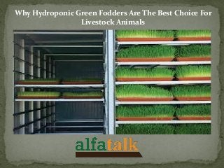 Why Hydroponic Green Fodders Are The Best Choice For
Livestock Animals
 