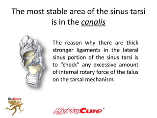 The most stable area of the sinus tarsi
is in the canalis
The reason why there are thick
stronger ligaments in the lateral
sinus portion of the sinus tarsi is
to “check” any excessive amount
of internal rotary force of the talus
on the tarsal mechanism.
 