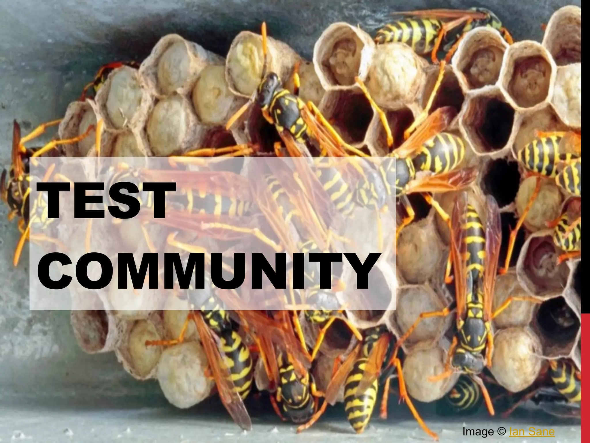 TEST
COMMUNITY
Image © Ian Sane
 