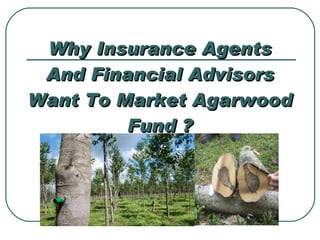 Why Insurance Agents And Financial Advisors Want To Market Agarwood Fund ? 