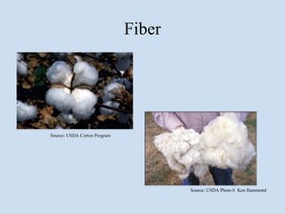 Fiber




Source: USDA Cotton Program




                                      Source: USDA Photo b Ken Hammond
 