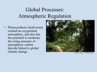Global Processes:
          Atmospheric Regulation
• Photosynthetic biodiversity
  created an oxygenated
  atmosphere, and also has
  the potential to moderate
  the rising amounts of
  atmospheric carbon
  dioxide linked to global
  climate change                   Source: Frey © AMNH-CBC
 