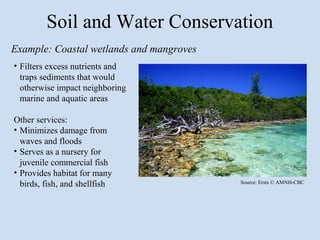 Soil and Water Conservation
Example: Coastal wetlands and mangroves
• Filters excess nutrients and
  traps sediments that would
  otherwise impact neighboring
  marine and aquatic areas

Other services:
• Minimizes damage from
  waves and floods
• Serves as a nursery for
  juvenile commercial fish
• Provides habitat for many
  birds, fish, and shellfish              Source: Ersts © AMNH-CBC
 