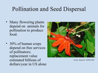Pollination and Seed Dispersal

• Many flowering plants
  depend on animals for
  pollination to produce
  food.

• 30% of human crops
  depend on free services
  of pollinators;
  replacement value
  estimated billions of      Source: Spector© AMNH-CBC

  dollars/year in US alone
 