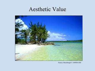 Aesthetic Value




           Source: Brumbaugh © AMNH-CBC
 