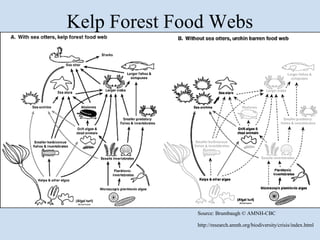Kelp Forest Food Webs




              Source: Brumbaugh © AMNH-CBC

              http://research.amnh.org/biodiversity/crisis/index.html
 