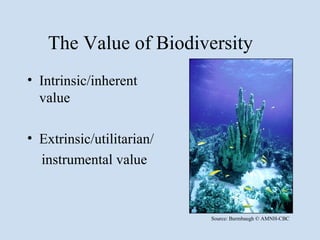 The Value of Biodiversity
• Intrinsic/inherent
  value

• Extrinsic/utilitarian/
  instrumental value


                           Source: Burmbaugh © AMNH-CBC
 