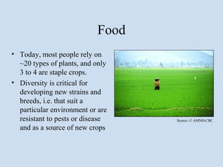 Food
• Today, most people rely on
  ~20 types of plants, and only
  3 to 4 are staple crops.
• Diversity is critical for
  developing new strains and
  breeds, i.e. that suit a
  particular environment or are
  resistant to pests or disease   Source: © AMNH-CBC

  and as a source of new crops
 
