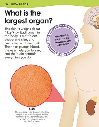 10
After the skin,
the liver is the
heaviest organ
in the body.
BODY BASICS
The skin! It weighs about
4 kg (9 lb). Each organ in
the body is a different
shape and size, and
each does a different job.
The heart pumps blood,
the eyes help you to see,
and the brain controls
everything you do.
What is the
largest organ?
Skin
The skin keeps your body at a healthy
temperature, and stops your insides
from falling out. It protects you, too,
by blocking out water, germs,
and the Sun’s rays.
 