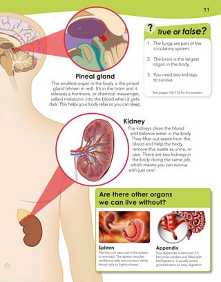 11
Pineal gland
The smallest organ in the body is the pineal
gland (shown in red). It’s in the brain and it
releases a hormone, or chemical messenger,
called melatonin into the blood when it gets
dark. This helps your body relax so you can sleep.
Kidney
The kidneys clean the blood
and balance water in the body.
They filter out waste from the
blood and help the body
remove this waste as urine, or
pee. There are two kidneys in
the body doing the same job,
which means you can survive
with just one!
True or false?
?
See pages 132–133 for the answers
1. The lungs are part of the
circulatory system.
2. The brain is the largest
organ in the body.
3. You need two kidneys
to survive.
Spleen
The liver can take over if the spleen
is removed. The spleen recycles
red blood cells and contains white
blood cells to fight sickness.
Are there other organs
we can live without?
Appendix
Your appendix is removed if it
becomes swollen and filled with
bad bacteria. It usually stores
good bacteria to help digestion.
 