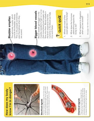 111
Bigger
blood
vessels
Blood
vessels
get
bigger
in
the
muscles
needed
to
fight
or
run
so
that
more
blood
and
oxygen
can
flow
into
them.
Blood
vessels
in
the
brain
expand
so
that
the
nutrients
in
the
blood
can
help
it
to
work
faster.
Bladder
empties
The
sphincter
muscle,
which
controls
the
bladder,
relaxes.
This
is
why
people
sometimes
pee
themselves
when
they
are
scared.
Q
u
i
c
k
q
u
i
z
?
See
pages
132–133
for
the
answers
How
does
my
body
know
I’m
in
danger?
Electrical
signals
The
brain
receives
information
from
the
senses
as
electrical
signals
through
nerve
cells.
It
then
sends
out
other
electrical
signals.
These
cause
chemicals
to
be
released
as
hormones.
Chemical
signals
These
are
hormones
that
change
the
way
our
body
works.
The
adrenal
glands
release
a
hormone
called
adrenaline
into
the
blood
to
prepare
the
body
to
fight
or
run
away.
1.
Where
are
most
of
the
sweat
glands
in
the
body?
2.
What
does
the
hormone
adrenaline
prepare
the
body
to
do?
3.
What
happens
to
digestion
when
you
are
scared?
 