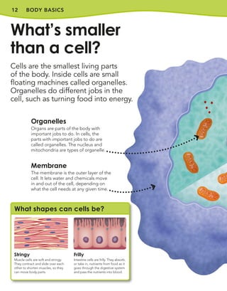 BODY BASICS
12
Cells are the smallest living parts
of the body. Inside cells are small
floating machines called organelles.
Organelles do different jobs in the
cell, such as turning food into energy.
What’s smaller
than a cell?
What shapes can cells be?
Stringy
Muscle cells are soft and stringy.
They contract and slide over each
other to shorten muscles, so they
can move body parts.
Frilly
Intestine cells are frilly. They absorb,
or take in, nutrients from food as it
goes through the digestive system
and pass the nutrients into blood.
Organelles
Organs are parts of the body with
important jobs to do. In cells, the
parts with important jobs to do are
called organelles. The nucleus and
mitochondria are types of organelle.
Membrane
The membrane is the outer layer of the
cell. It lets water and chemicals move
in and out of the cell, depending on
what the cell needs at any given time.
 