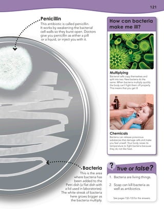 121
How can bacteria
make me ill?
Multiplying
Bacterial cells copy themselves and
split into two. New bacteria do the
same. When bacteria multiply quickly
the body can’t fight them off properly.
This means that you get ill.
Chemicals
Bacteria can release poisonous
substances that damage cells and make
you feel unwell. Your body raises its
temperature to fight bacteria because
they do not like heat.
Penicillin
This antibiotic is called penicillin.
It works by weakening the bacterial
cell walls so they burst open. Doctors
give you penicillin as either a pill
or a liquid, or inject you with it.
Bacteria
This is the area
where bacteria has
been added to the
Petri dish (a flat dish with
a lid used in laboratories).
The white streak of bacteria
here grows bigger as
the bacteria multiply.
True or false?
?
See pages 132–133 for the answers
1. Bacteria are living things.
2. Soap can kill bacteria as
well as antibiotics.
 