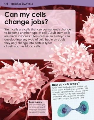 124 MEDICAL MARVELS
Stem cells are cells that can permanently change
to become another type of cell. Adult stem cells
are made in bones. Stem cells in an embryo can
develop into any type of cell, but in an adult
they only change into certain types
of cell, such as blood cells.
Can my cells
change jobs?
How do cells divide?
When a cell divides to make another cell,
it first copies its DNA, then splits the DNA
in two by a process called mitosis. The cell
then divides in two by a process called
cytokinesis, which produces two cells,
each with a copy of the original DNA.
Bone marrow
Adult stem cells are made
inside bone marrow. They
can multiply and divide to
create copies of themselves,
and then they can change
into different types of cell.
 