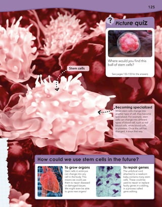 125
How could we use stem cells in the future?
To grow organs
Stem cells in embryos
can change into any
cell in the body. This
means we could use
them to repair diseased
or damaged tissues.
We might even be able
to grow new organs!
Becoming specialized
When stem cells change into
another type of cell, they become
specialized. For example, stem
cells can change into different
types of blood cell, such as red
blood cells, white blood cells,
or platelets. Once the cell has
changed, it stays that way.
To repair genes
The umbilical cord
attached to a newborn
baby contains many stem
cells. These could be
used to repair or replace
faulty genes in a sibling,
in a process called
gene editing.
Stem cells
?
Where would you find this
ball of stem cells?
See pages 132–133 for the answers
Picture quiz
 