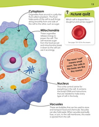 13
Vacuoles
These are bubbles that can be used to store
and transport food and chemicals. Vacuoles
can also hold waste. When vacuoles eventually
fuse, or join, to the cell membrane, this waste
is ejected from the cell.
Picture quiz
?
See pages 132–133 for the answers
Which cell is shaped like a
doughnut and carries oxygen?
Nucleus
This is the control centre for
everything in the cell. It contains
the body’s DNA and instructions
that are needed to make every
type of cell in the body.
Mitochondria
These organelles
release energy to
power the cell. The
cell receives sugar
from the food we eat
and mitochondria break
it down so the cell can
use it as energy.
Cytoplasm
Organelles float around in a jelly-like
fluid called cytoplasm. This fluid
helps parts of the cell to pull things
along smoothly from one side of
the cell to the other, such as sugar.
The word “cell”
means small
room. The cells in
the body are like
tiny rooms!
 